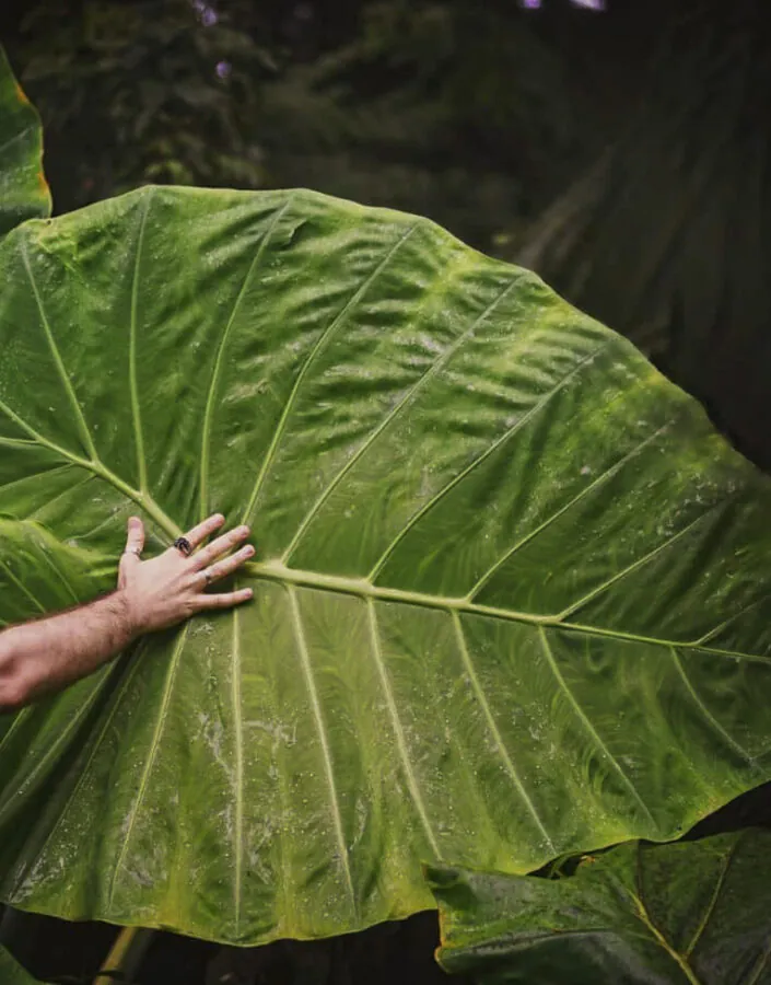 Orelha-de-elefante Jardim Botânico Inhotim