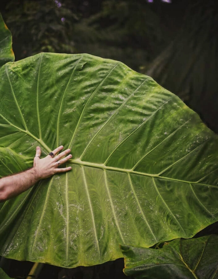 03c@umbotaniconoapartamento