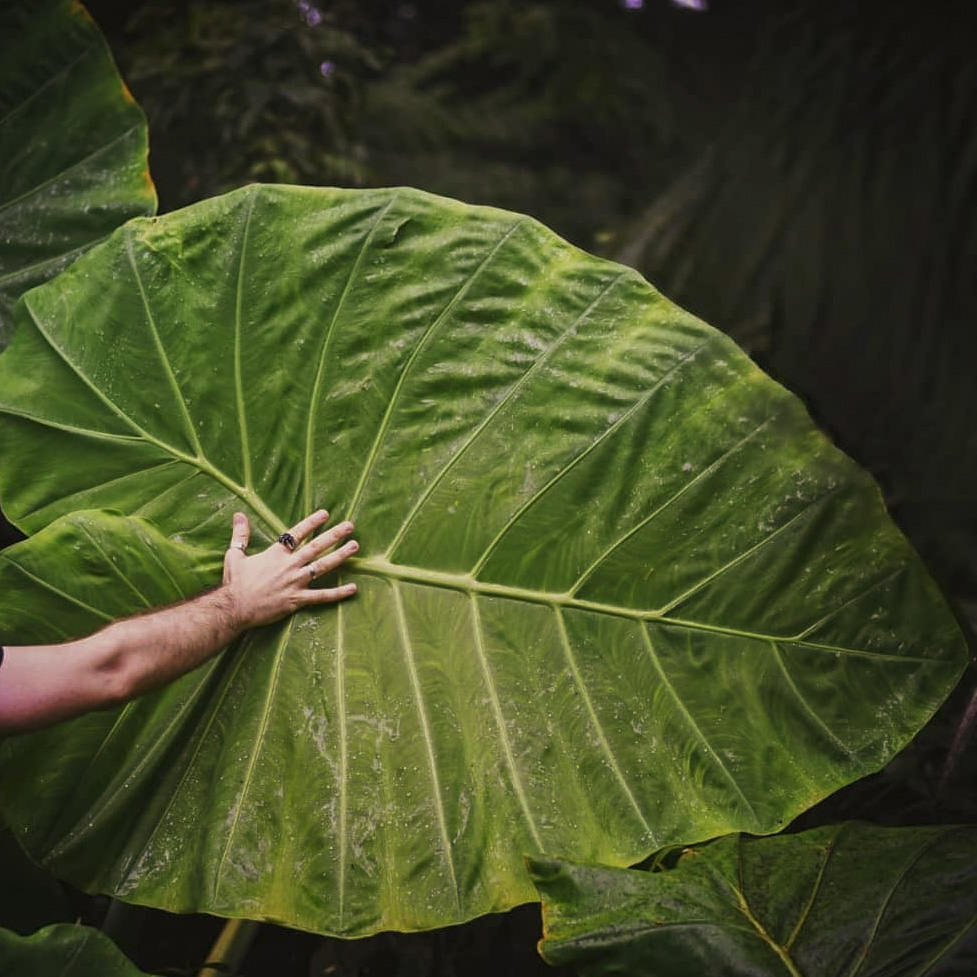 03c@umbotaniconoapartamento