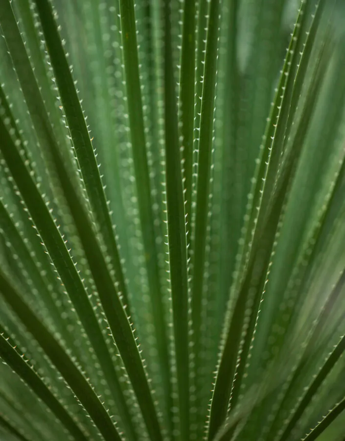 Governança Folha de Araceae no Inhotim