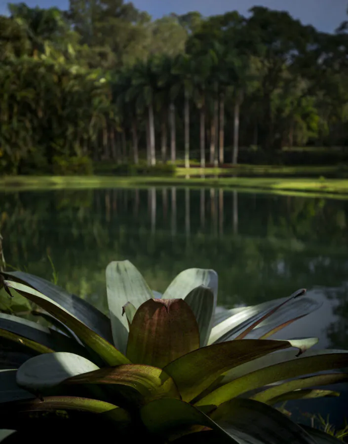 Bromeliaceae Jardim Botânico Inhotim.