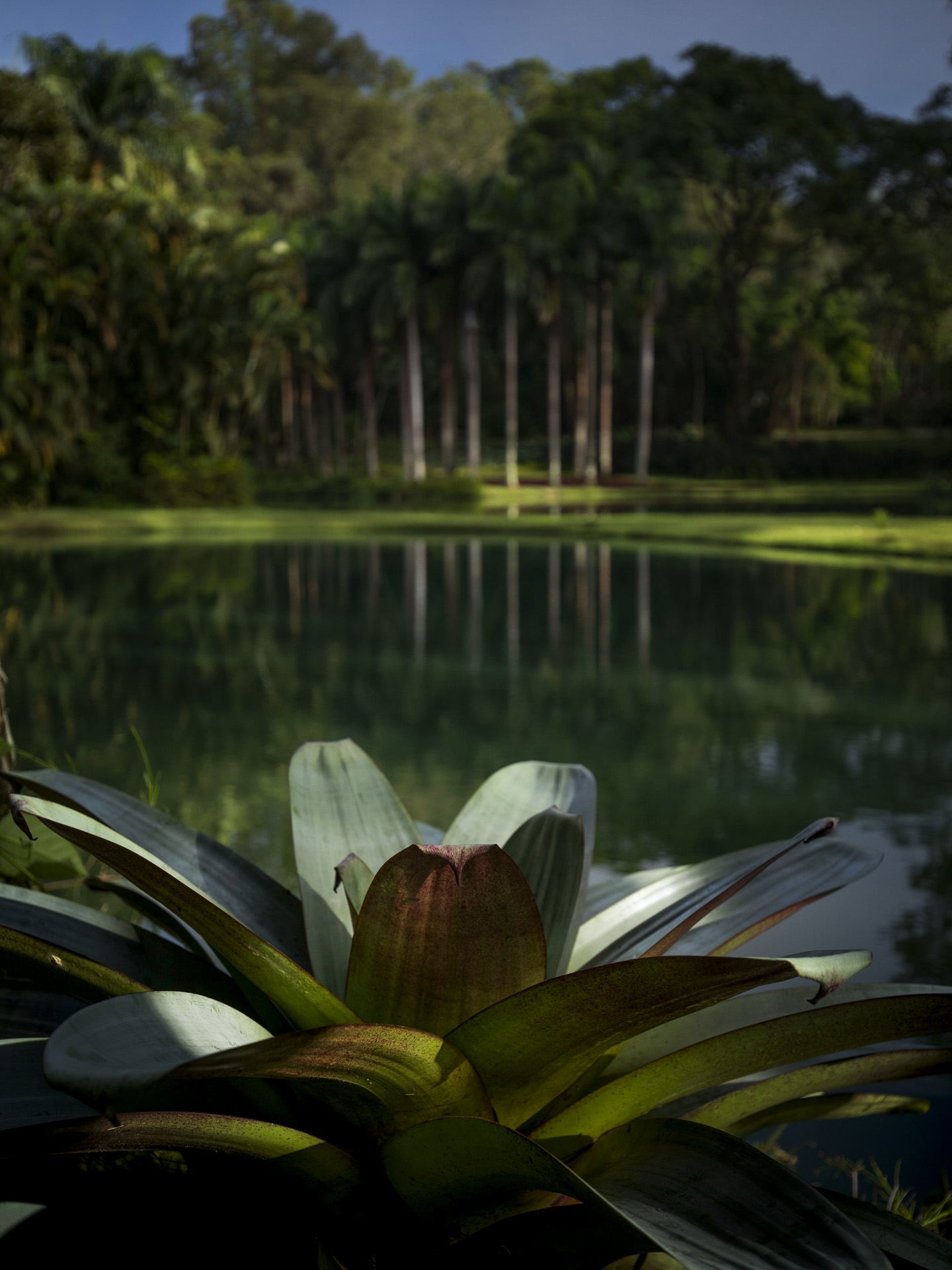 Bromeliaceae Jardim Botânico Inhotim.