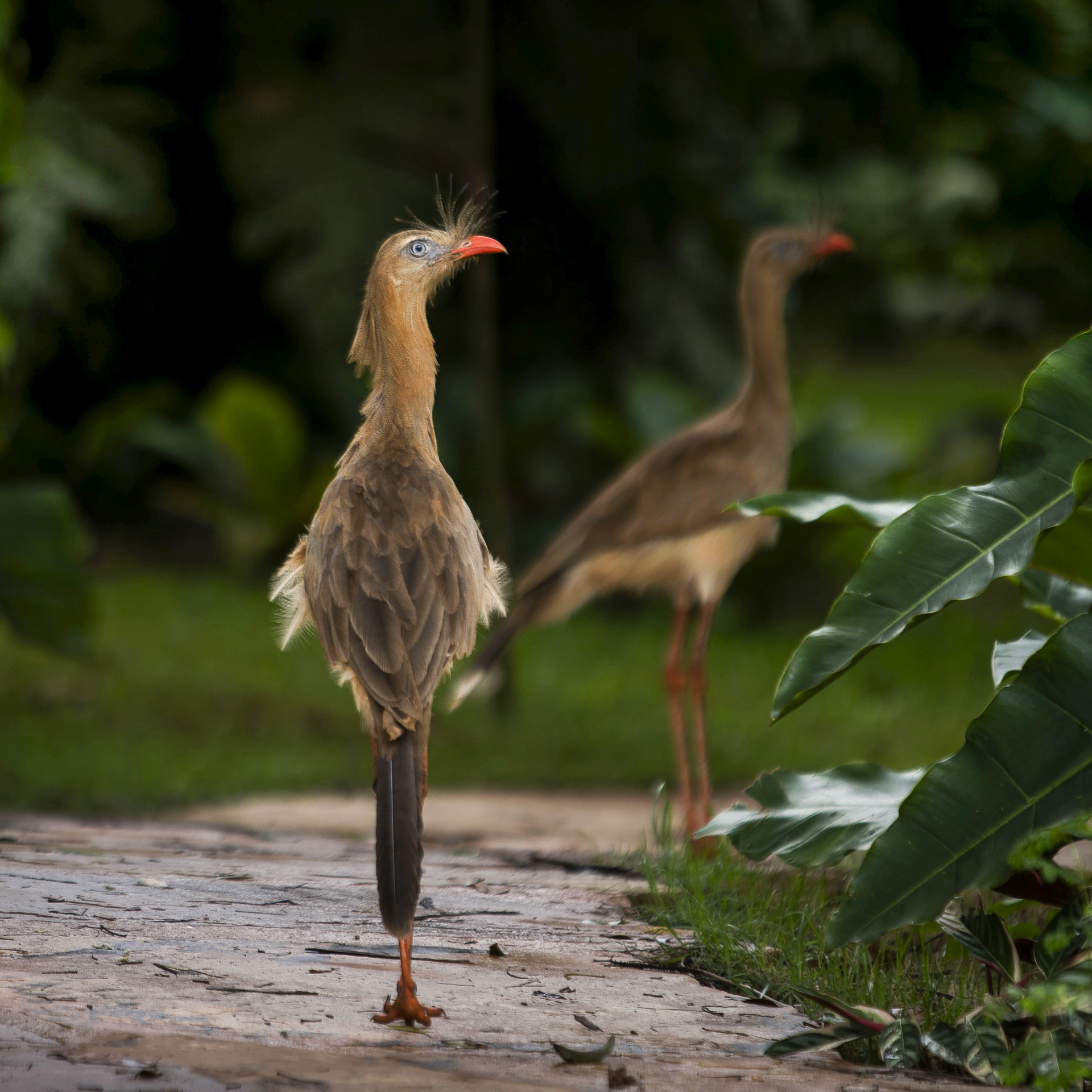 Seriema Jardim Botânico Inhotim Gestão Ambiental