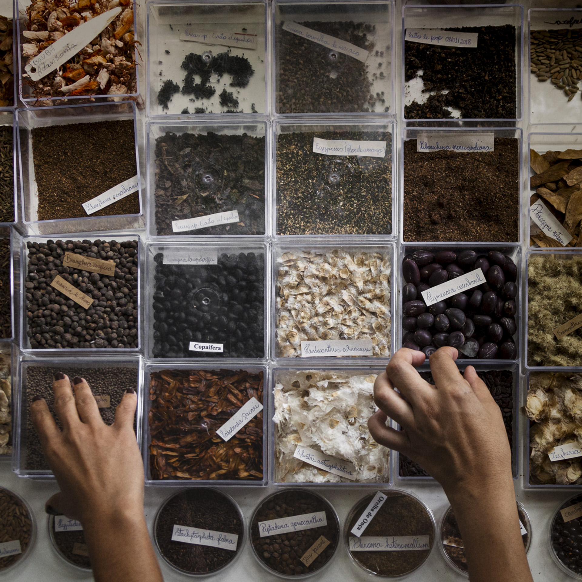 Pesquisa no Jardim Botânico Inhotim