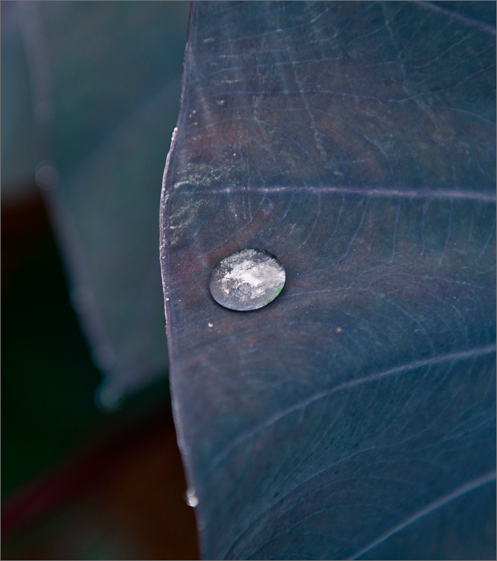 Gota em folha no Inhotim Patrocinadores