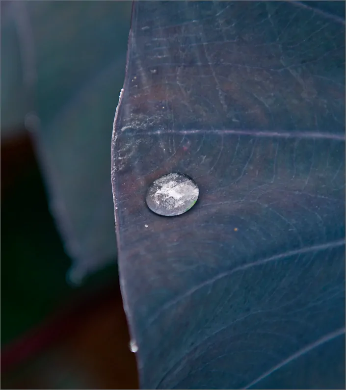 Gota em folha no Inhotim Patrocinadores