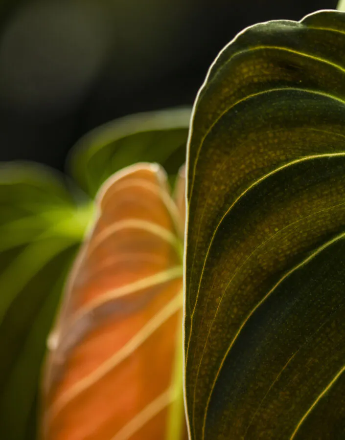 Philodendron melanochrysum, detail.