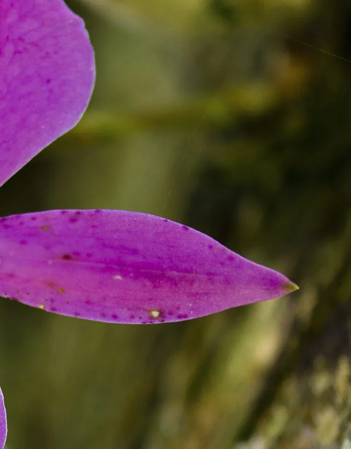 Anré Cavasini e Juliano Borin