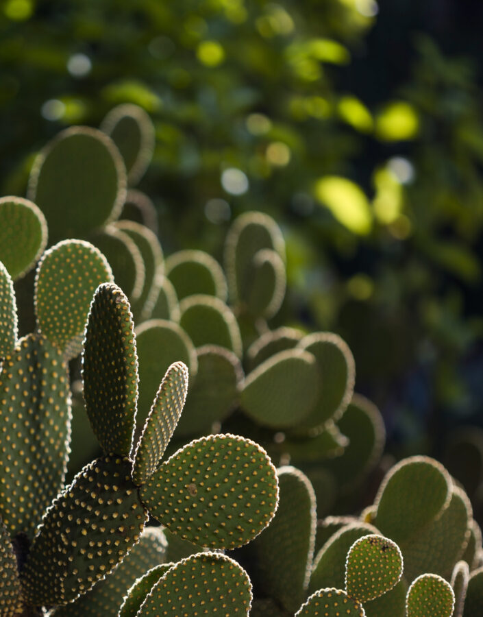 Detail ofJardim Desértico on Inhotim
