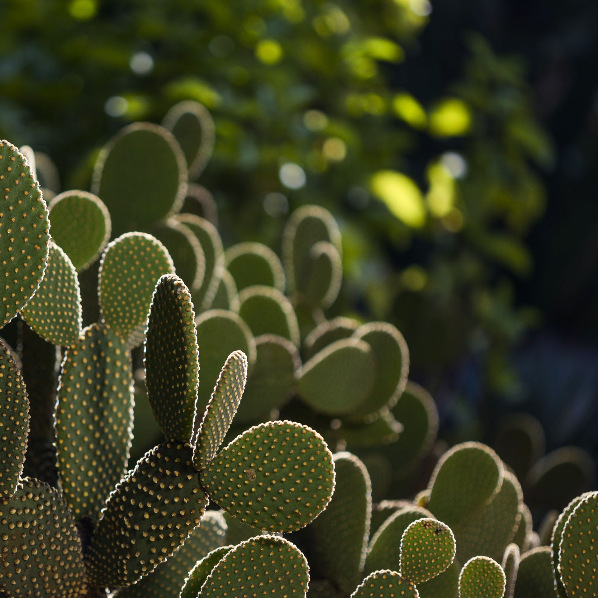 Detail ofJardim Desértico on Inhotim