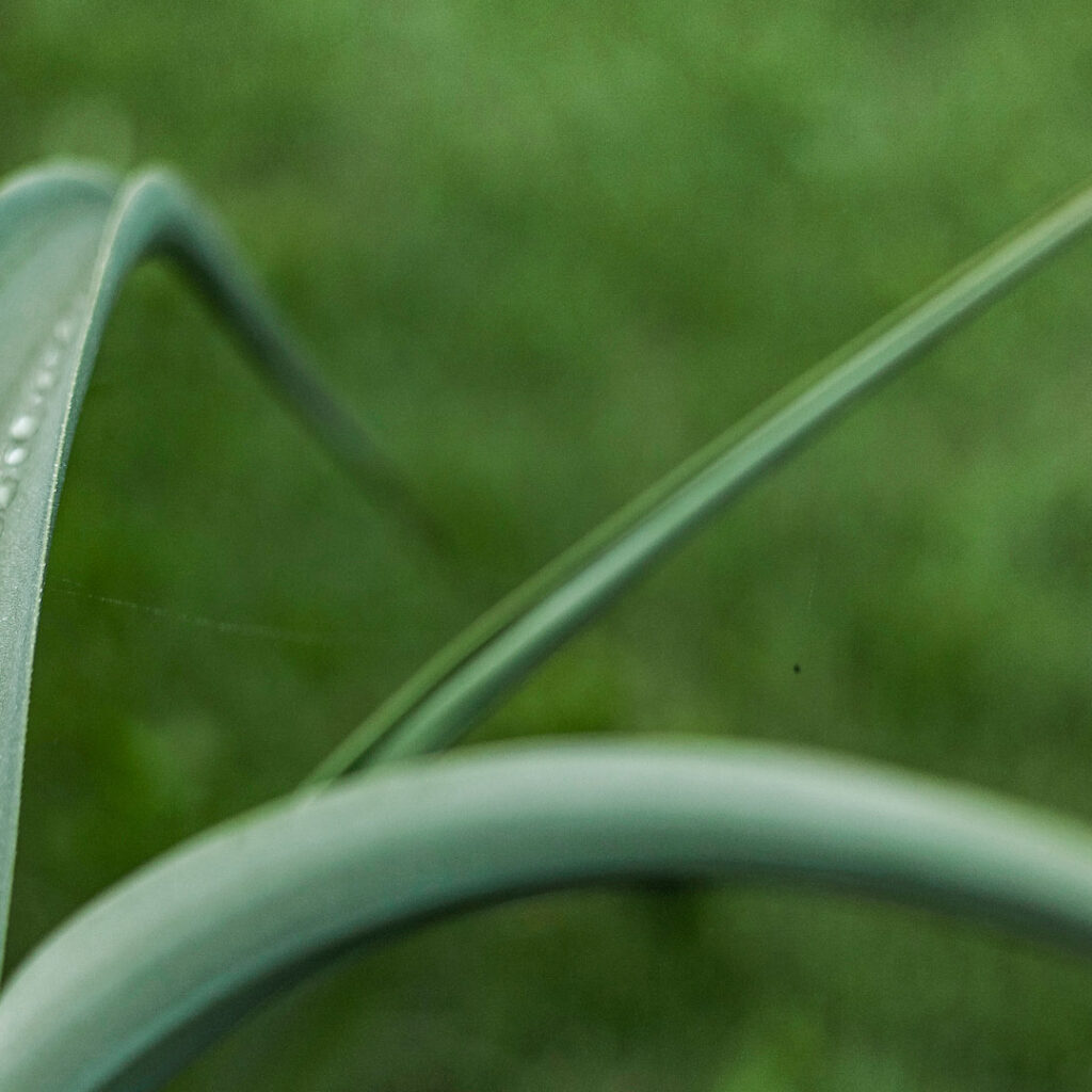 Comumente as Populações indígenas usam as fibras das folhas, depois de secas, para fazer sabão devido as altas concentrações de saponina. Foto:João Marcos Rosa/Nitro