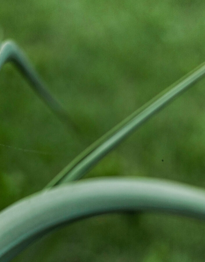 Comumente as Populações indígenas usam as fibras das folhas, depois de secas, para fazer sabão devido as altas concentrações de saponina. Foto:João Marcos Rosa/Nitro