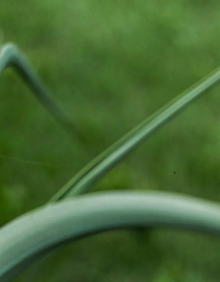 Comumente as Populações indígenas usam as fibras das folhas, depois de secas, para fazer sabão devido as altas concentrações de saponina. Foto:João Marcos Rosa/Nitro