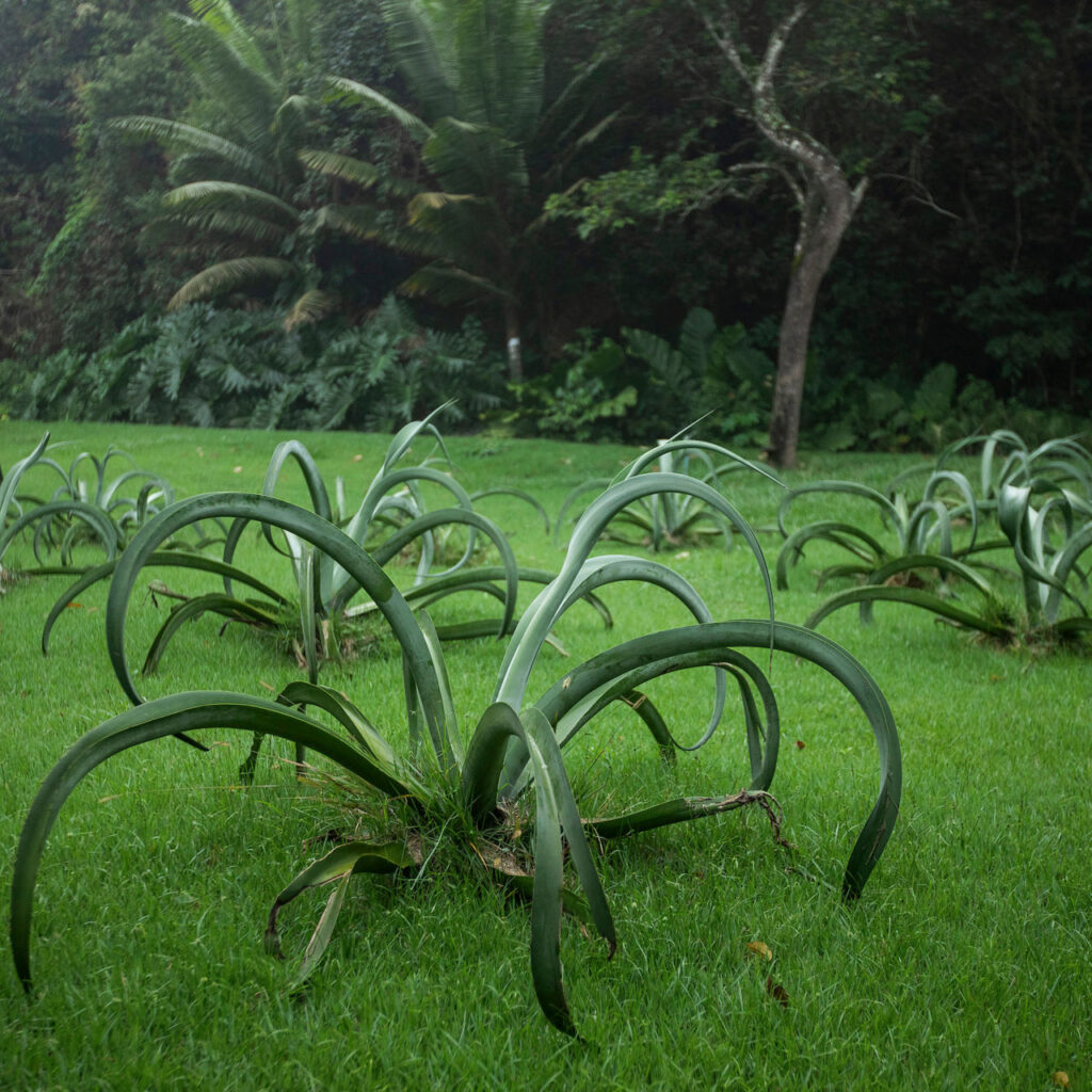 Brumadinho_MG, 19 de fevereiro de 2021Jardim Botanico INHOTIMFOTO: JOAO MARCOS ROSA/NITRO