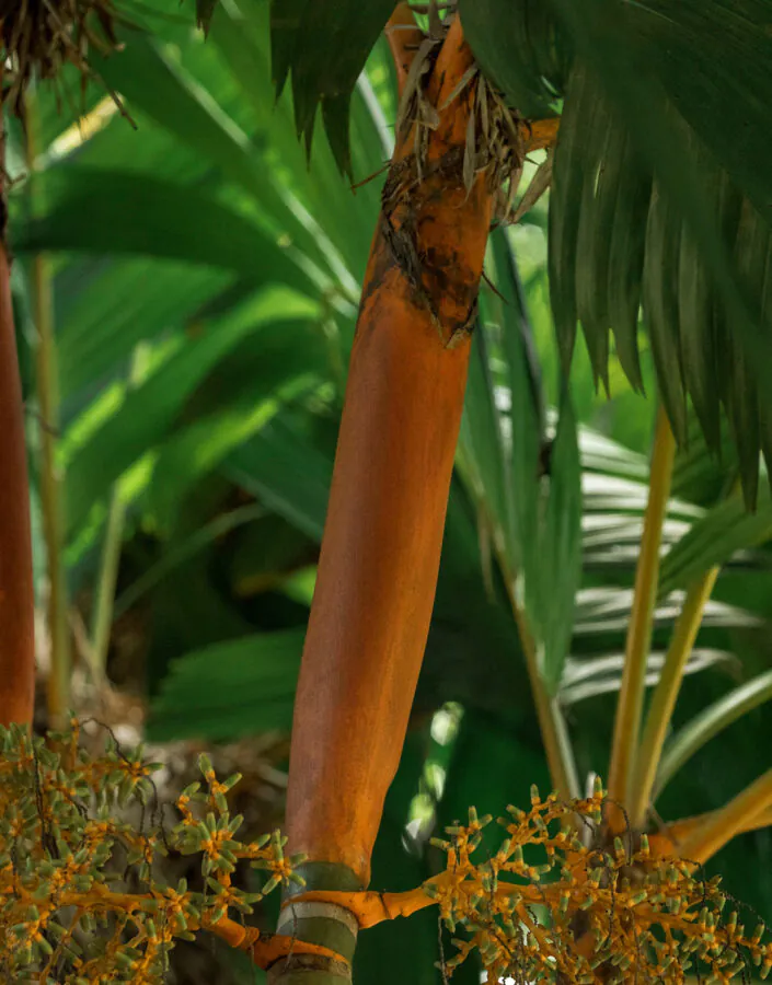 Brumadinho_MG, 06 de marco de 2021Jardim Botanico INHOTIMFOTO: JOAO MARCOS ROSA/NITRO