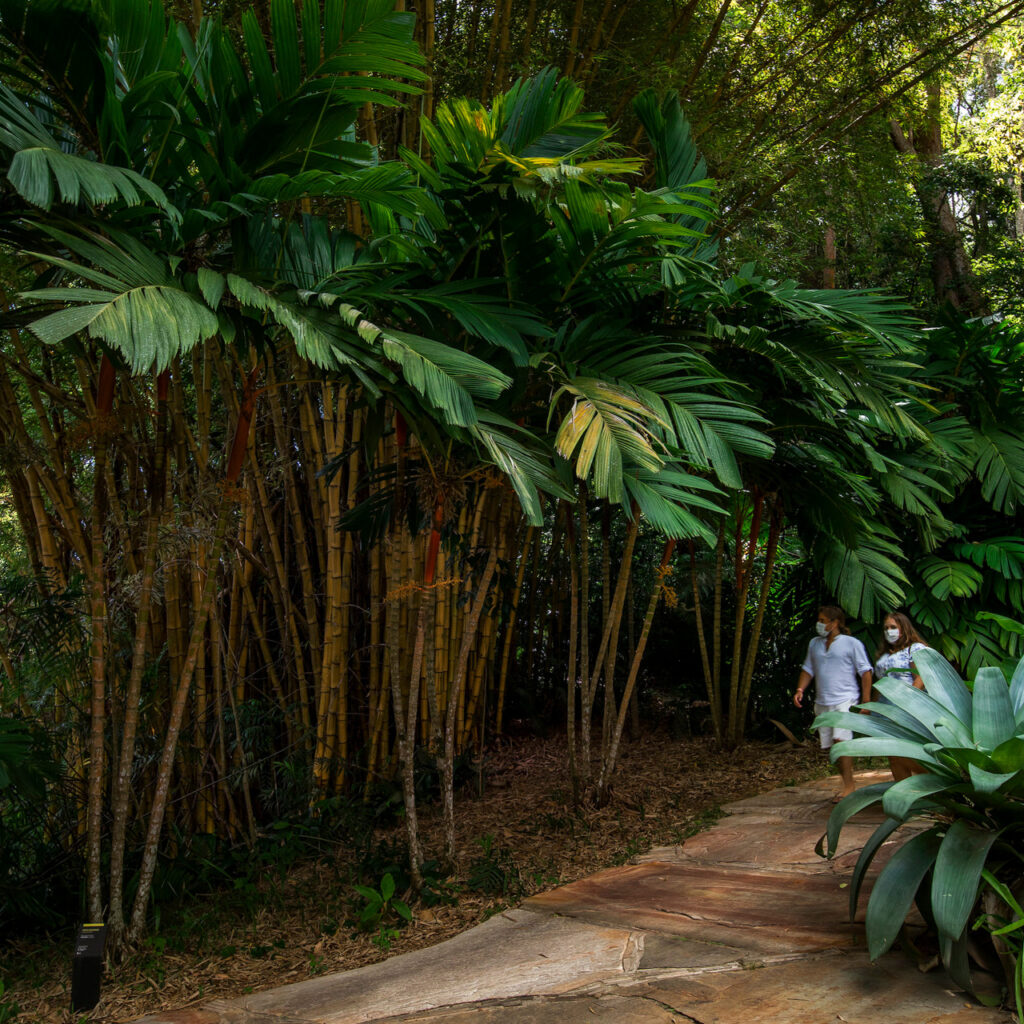 A espécie da Indonésia se adaptou muito bem ao clima do Brasil.Foto: João Marcos Rosa/Nitro.