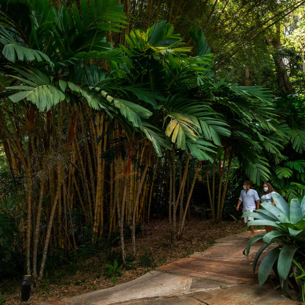 A espécie da Indonésia se adaptou muito bem ao clima do Brasil.Foto: João Marcos Rosa/Nitro.