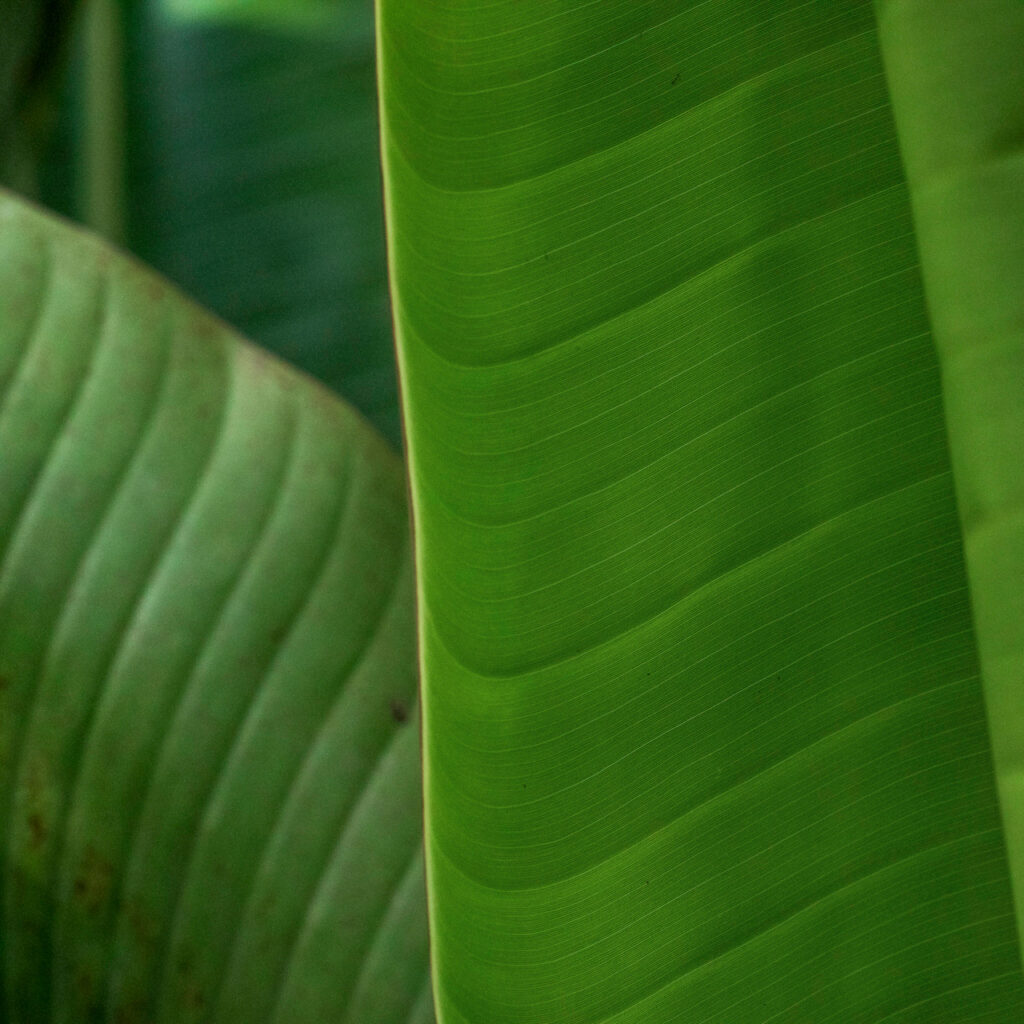 Apesar das folhas serem parecidas com as de bananeira, as duas espécies são de famílias diferentes. Foto: João Marcos Rosa/Nitro.