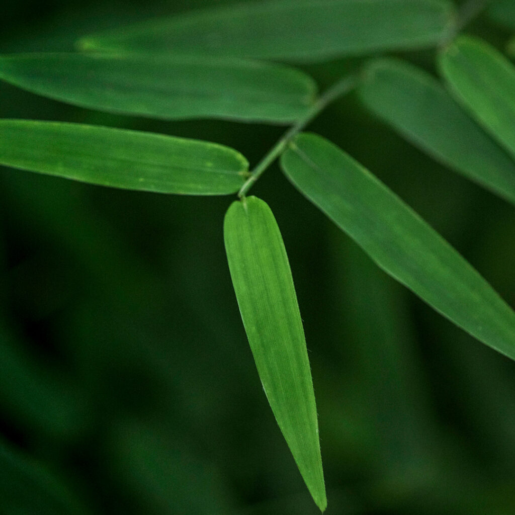 Bambus herbáceos são delicados e geralmente muito menores do que os bambus lenhosos.  Foto: João Marcos Rosa/Nitro.