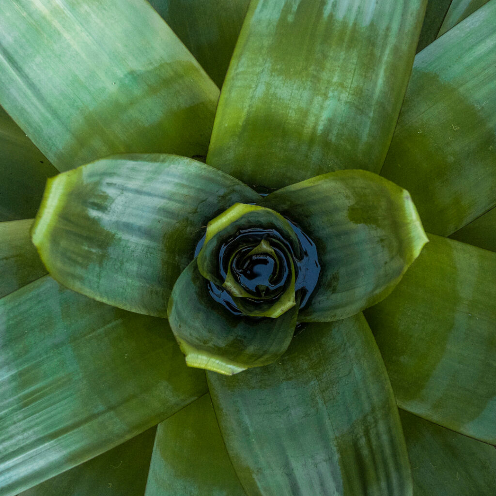 As folhas dispostas em roseta formam um vaso no centro da planta, que acumula água e nutrientes. Foto: João Marcos Rosa/Nitro.