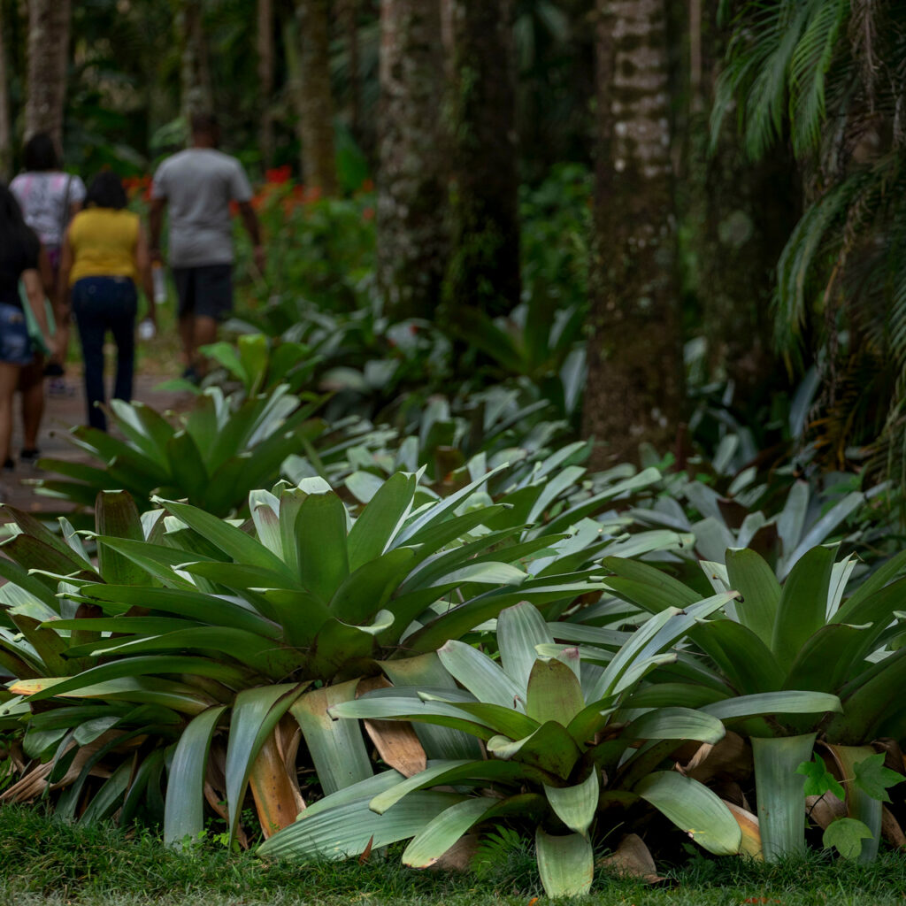 É possivel ver exemplares da espécie ao longo de todo o Inhotim. Esta fica próxima a Galeria Doris Salcedo. Foto: João Marcos Rosa/Nitro.
