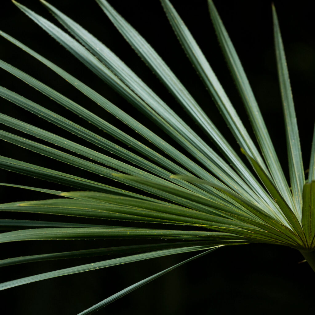 Em várias parte do país, as folhas dessa espécie são utilizadas na cobertura de casas e no artesanato. Foto: João Marcos Rosa/Nitro.