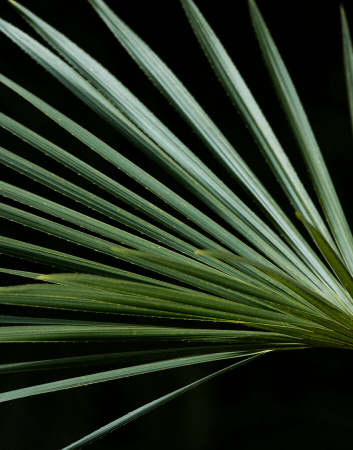 Em várias parte do país, as folhas dessa espécie são utilizadas na cobertura de casas e no artesanato. Foto: João Marcos Rosa/Nitro.