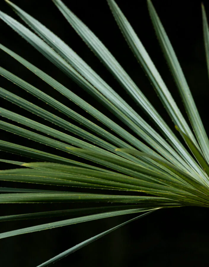 Em várias parte do país, as folhas dessa espécie são utilizadas na cobertura de casas e no artesanato. Foto: João Marcos Rosa/Nitro.