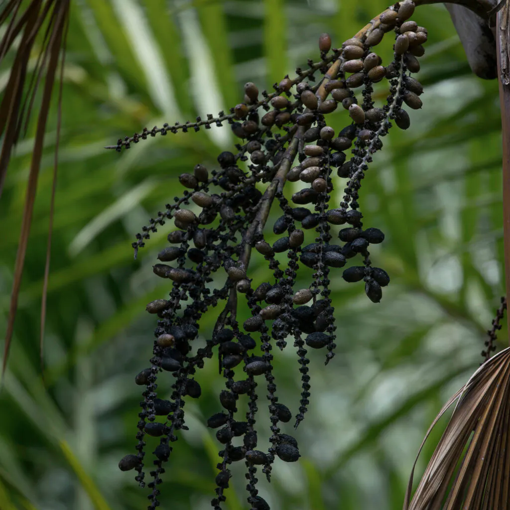 Brumadinho_MG, 19 de fevereiro de 2021Jardim Botanico INHOTIMFOTO: JOAO MARCOS ROSA/NITRO