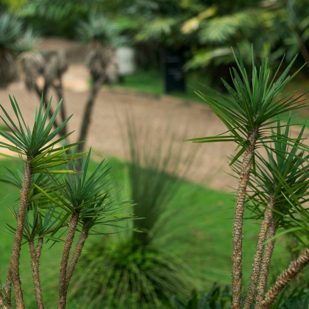 As velozias tem características peculiares. Devido ao seu alto poder de combustão, já foi comumente utilizada para fazer tochas.Foto:João Marcos Rosa/Nitro
