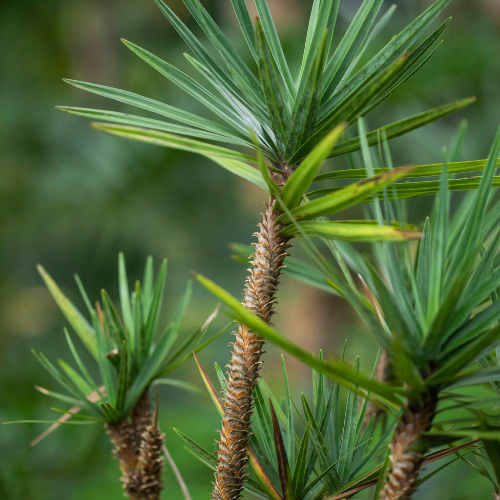 Encontrada com flor em abril, a espécie é polinizada por abelhas e suas sementes são dispersas naturalmente.Foto:João Marcos Rosa/Nitro