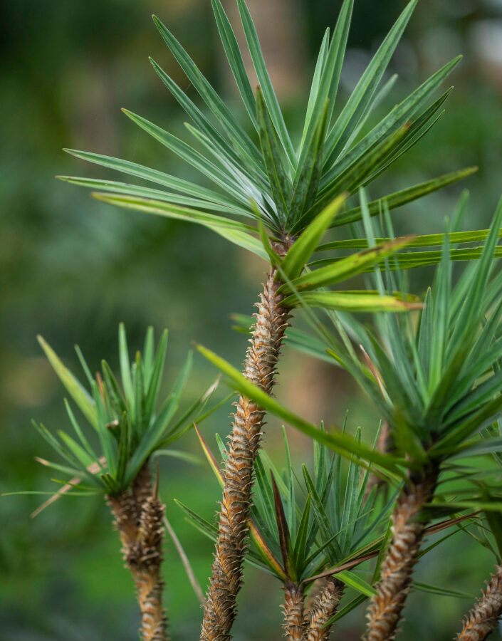 Encontrada com flor em abril, a espécie é polinizada por abelhas e suas sementes são dispersas naturalmente.Foto:João Marcos Rosa/Nitro