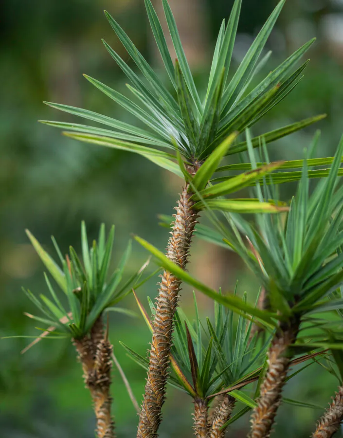 Encontrada com flor em abril, a espécie é polinizada por abelhas e suas sementes são dispersas naturalmente.Foto:João Marcos Rosa/Nitro