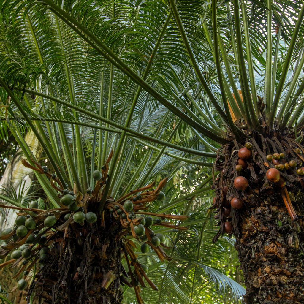As Cicas femininas produzem sementes globosas, de cor marrom ou alaranjadas e muito tóxicas.  Foto: João Marcos Rosa/Nitro. 