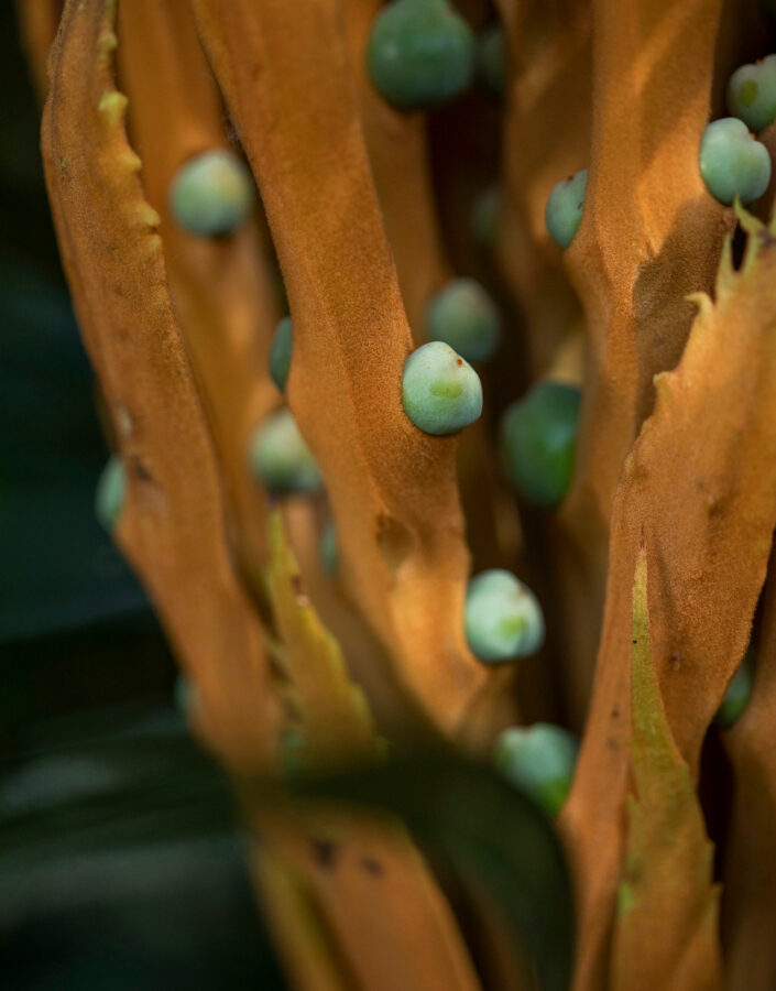 No detalhe, sementes de Cycas circinalis no início do desenvolvimento. Foto: João Marcos Rosa/Nitro. 