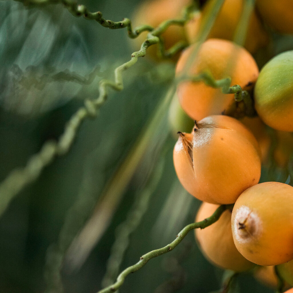 Na primavera e verão a planta gera frutos e as sementes germinam com bom percentual em seis a oito meses. Foto: João Marcos Rosa/Nitro.