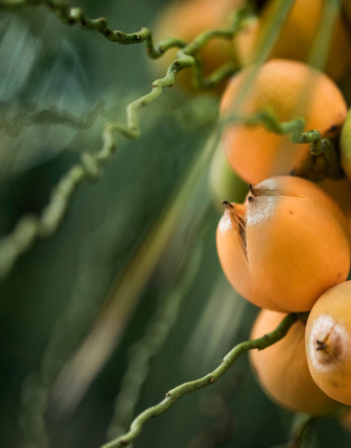 Na primavera e verão a planta gera frutos e as sementes germinam com bom percentual em seis a oito meses. Foto: João Marcos Rosa/Nitro.