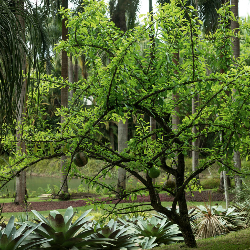 As folhas do Coité podem ainda ser utilizadas em aplicações purgativas. Foto: João Marcos Rosa/Nitro. 