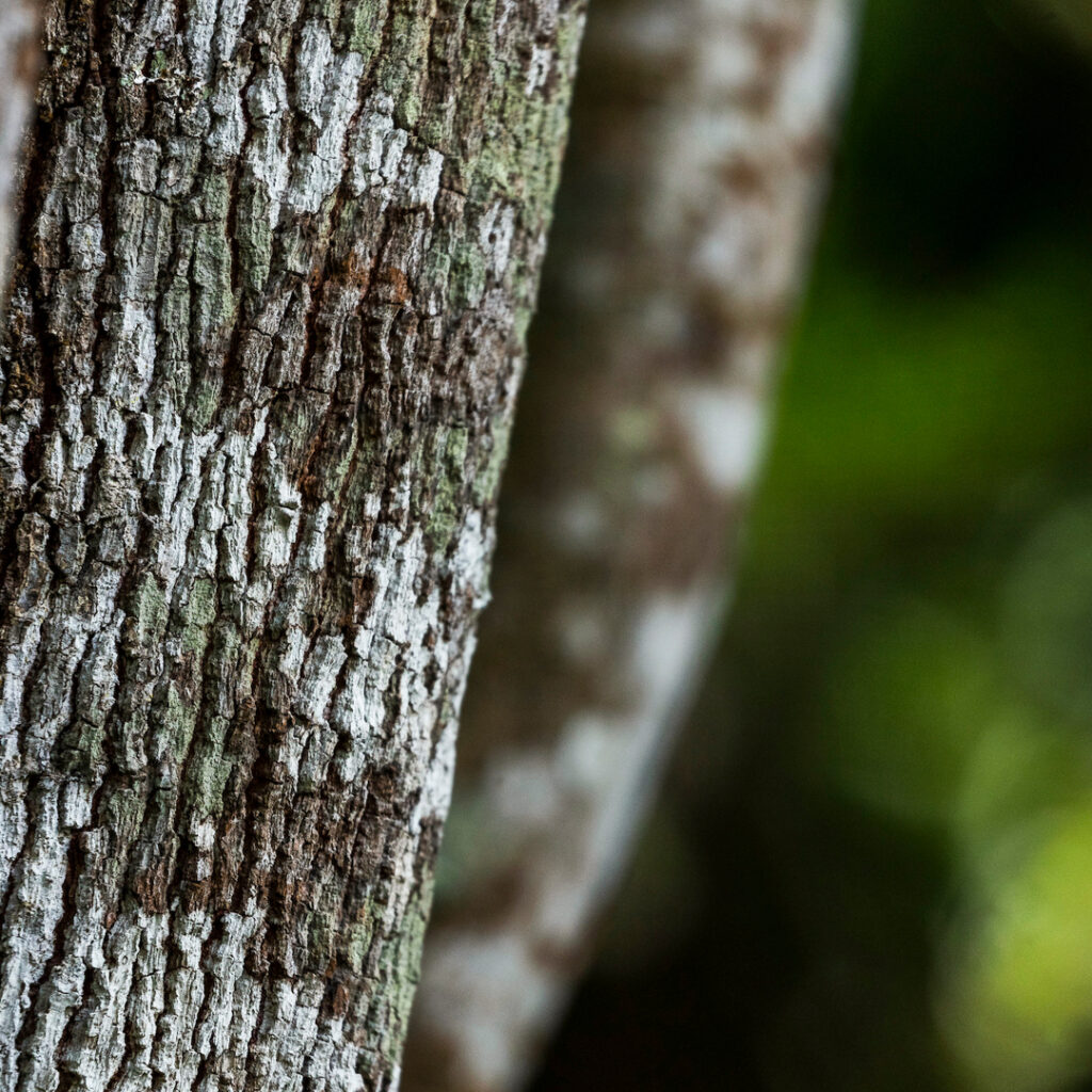 A casca, de coloração avermelhada (jovem) e marrom (adulta), pode ter até 17 mm de espessura.  Foto:João Marcos Rosa/Nitro.