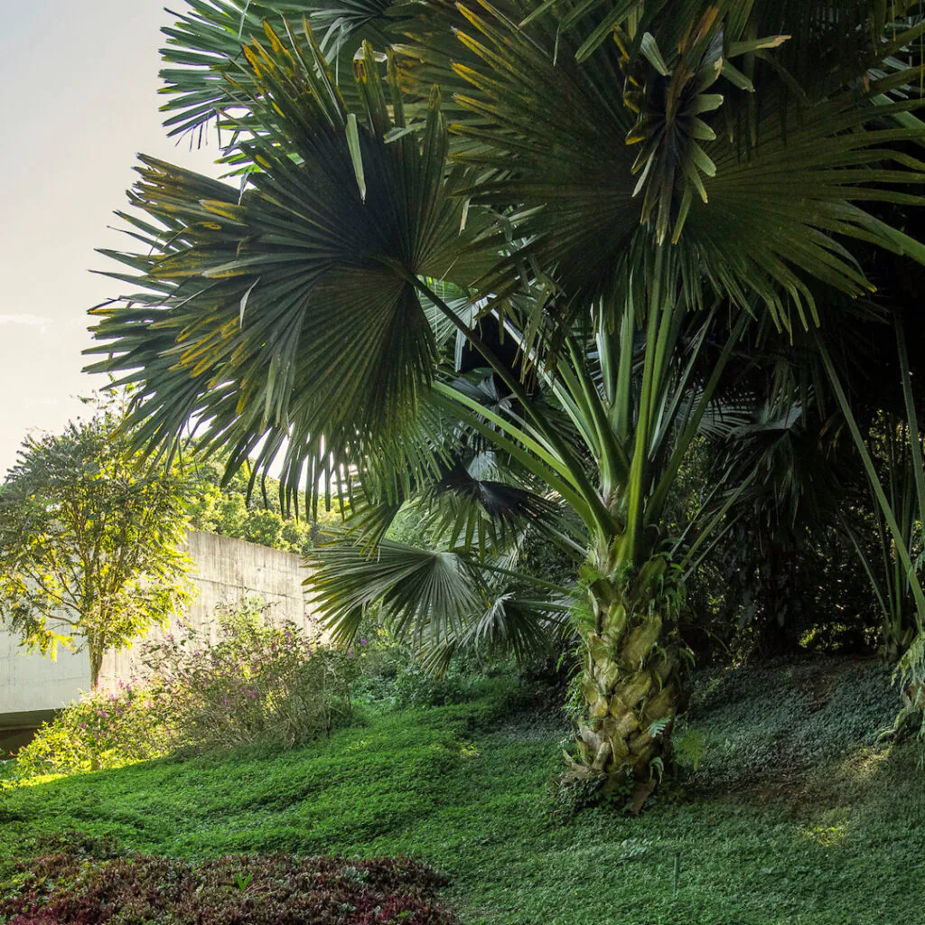 Localizada no eixo laranja, a Corifa integra o paisagismo da Galeria Adriana Varejão. Foto: João Marcos Rosa/Nitro. 