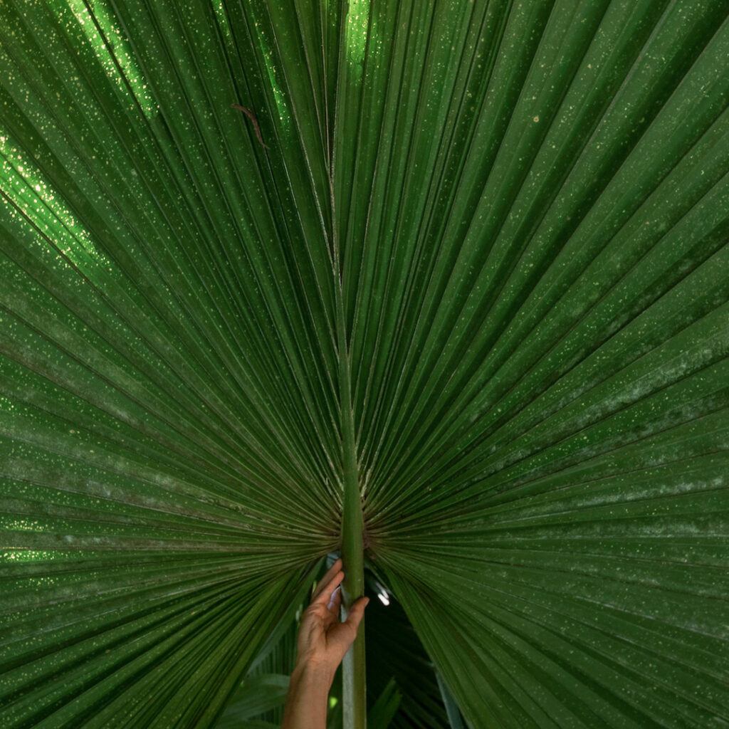 As folhas, bem fibrosas e grandes, têm formato de leque e possuem as margens dobradas para dentro. Foto: João Marcos Rosa/Nitro. 