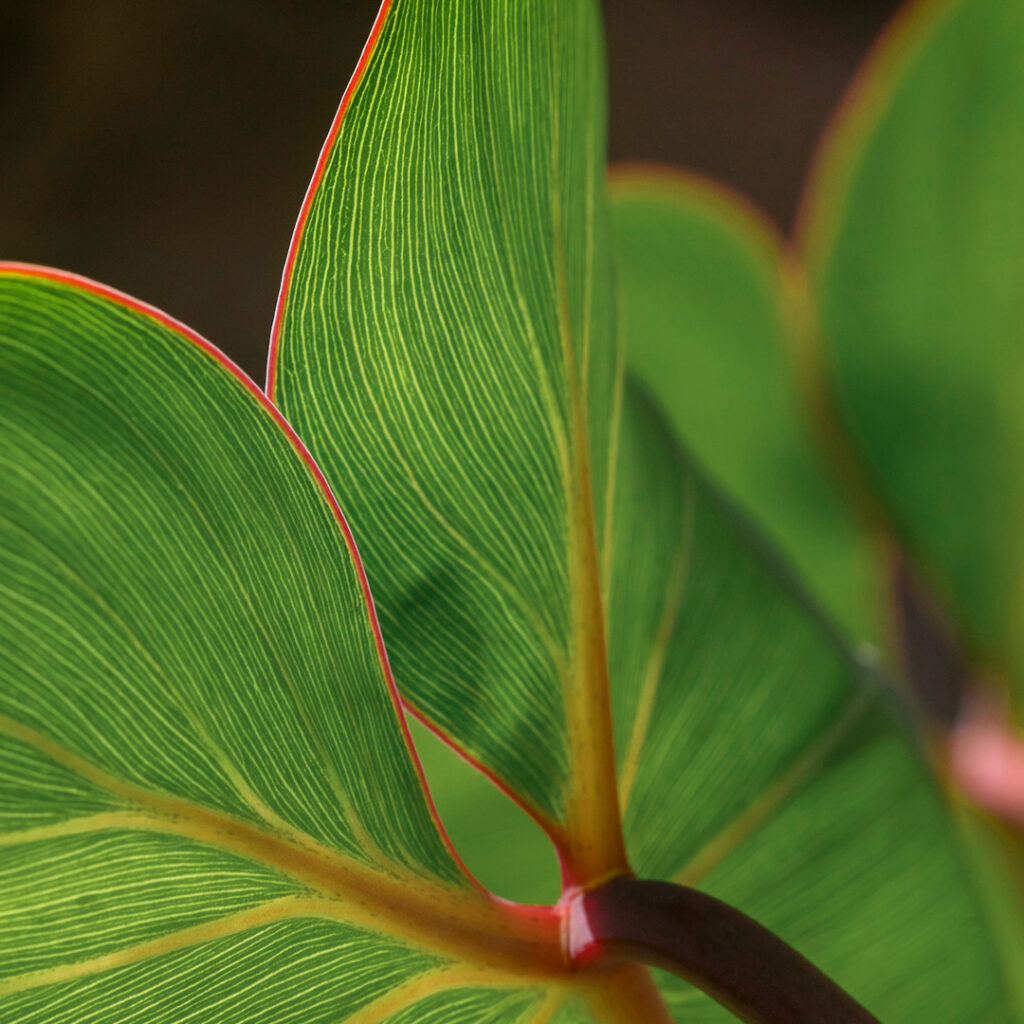 Folhagens vistosas, verdejantes e com finas bordas avermelhadas que finalizam os detalhes. Foto: João Marcos Rosa/Nitro.