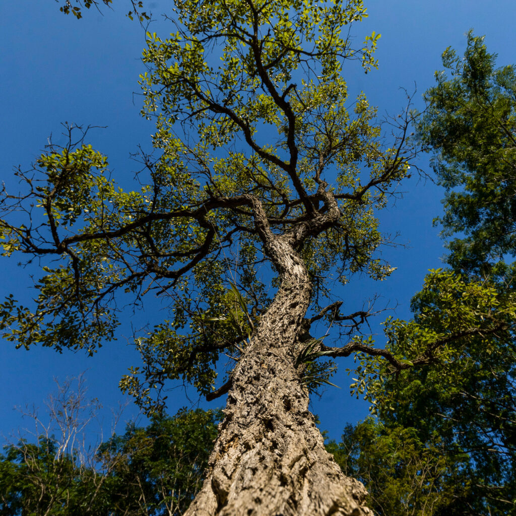 A floração acontece no inverno e é possível ver de longe a exuberância das flores amarelas. Foto: João Marcos Rosa/Nitro. 