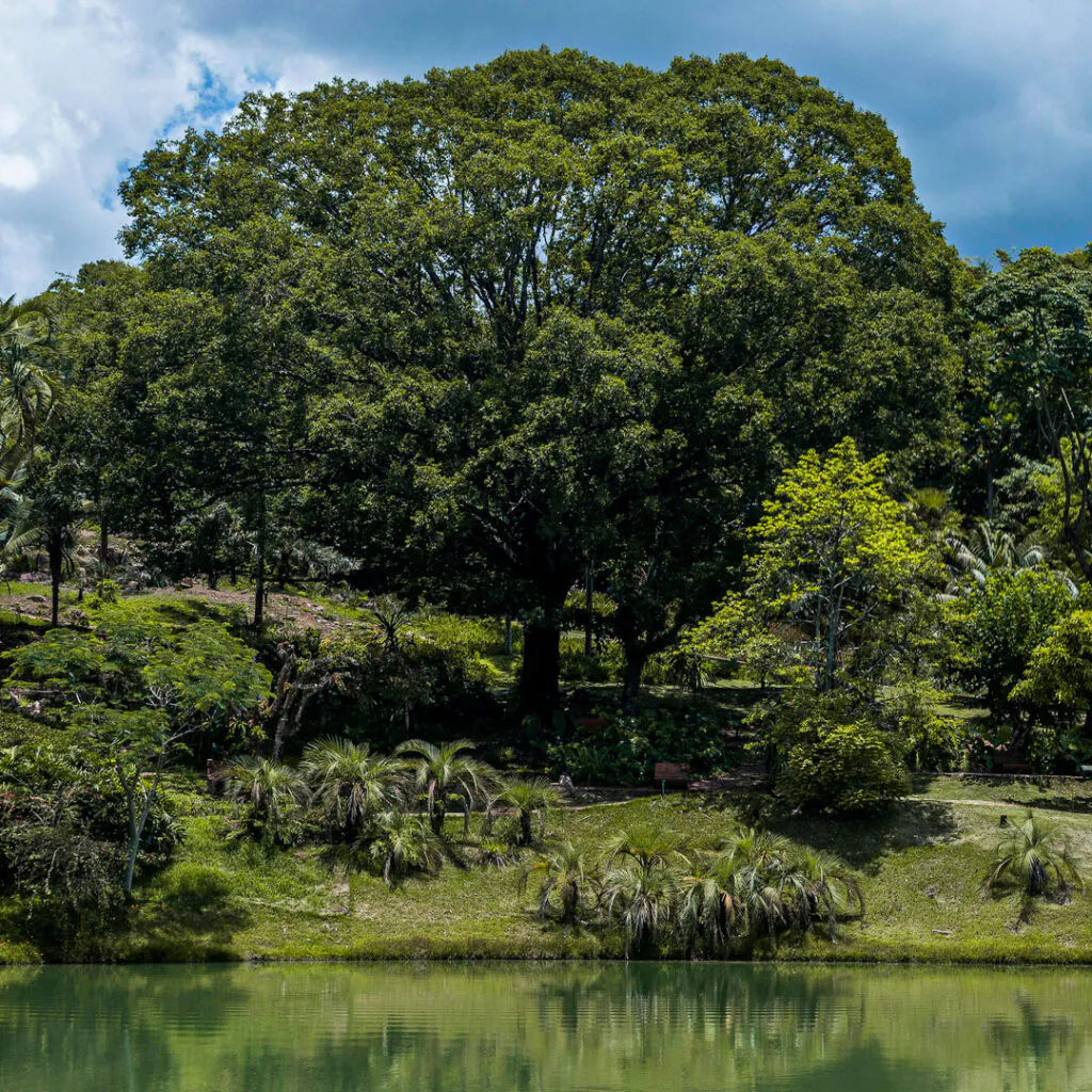 Conhecida como a maior árvore da Mata Atlântica, em Inhotim é encontrada próxima ao Lago Novo. Foto:João Marcos Rosa/Nitro. 