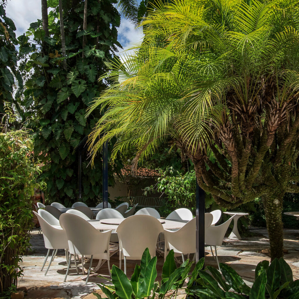 No Inhotim, essa palmeira em forma de candelabro se encontra na área externa do Restaurante Tamboril. Foto: João Marcos Rosa/Nitro.