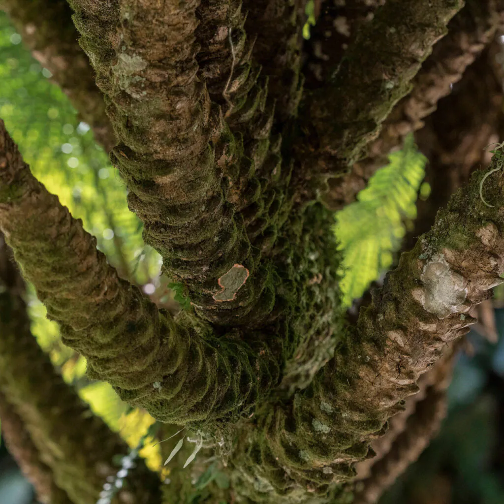 Seu caule é moradia para líquens e musgos. Foto: João Marcos Rosa/Nitro.