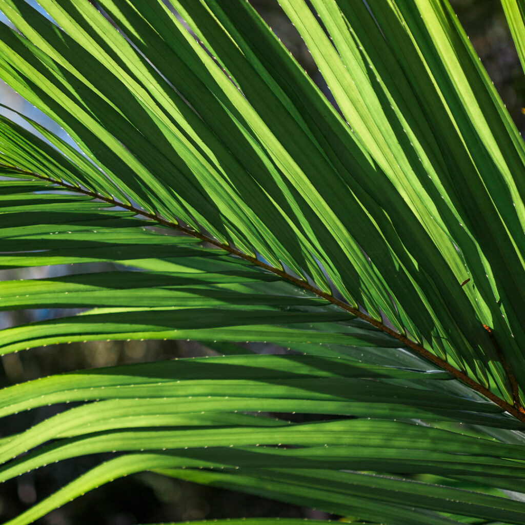 Dos folíolos espinhosos se extrai a fibra “ráfia”, muito utilizada artesanalmente e em tinturas. Foto: João Marcos Rosa/Nitro. 