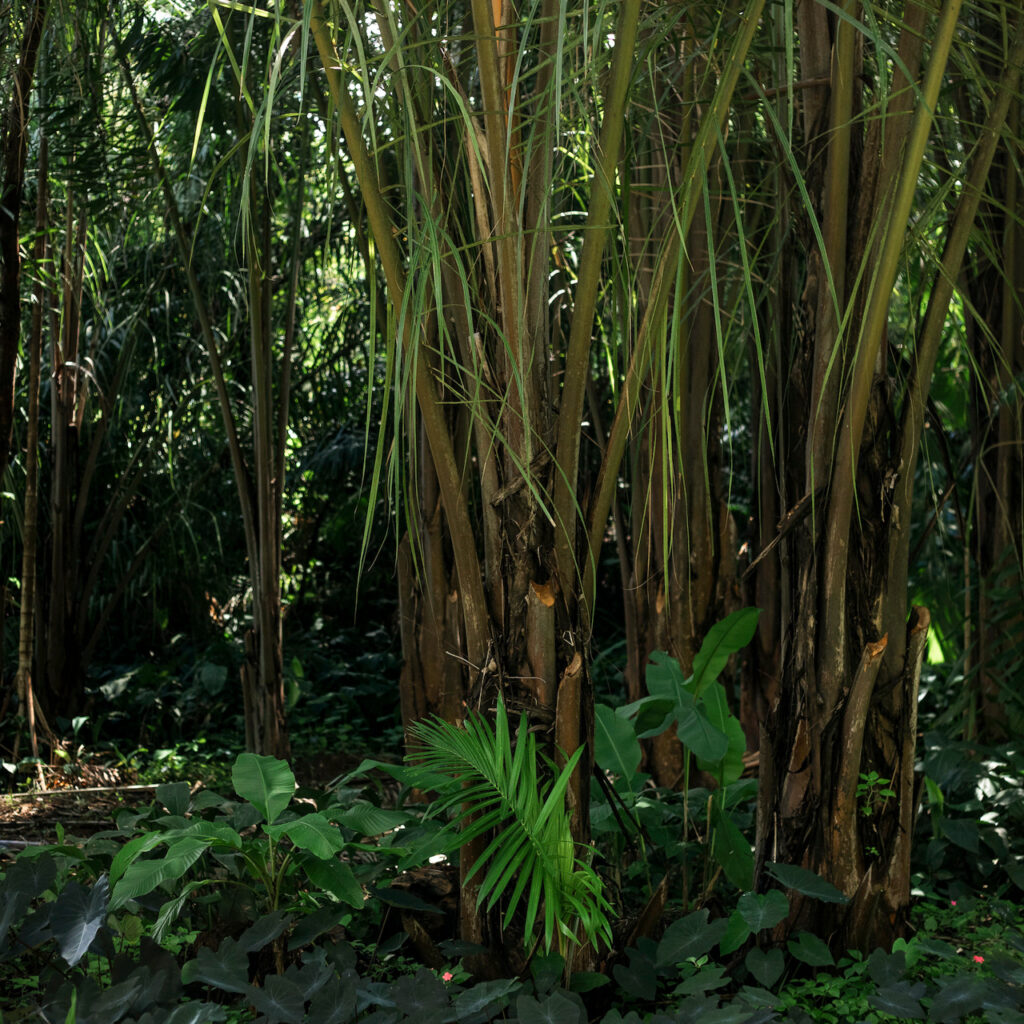 Indíviduos jovens da espécie, filhos da ráfia adulta, com quase cinco anos de idade. Foto: João Marcos Rosa/Nitro.