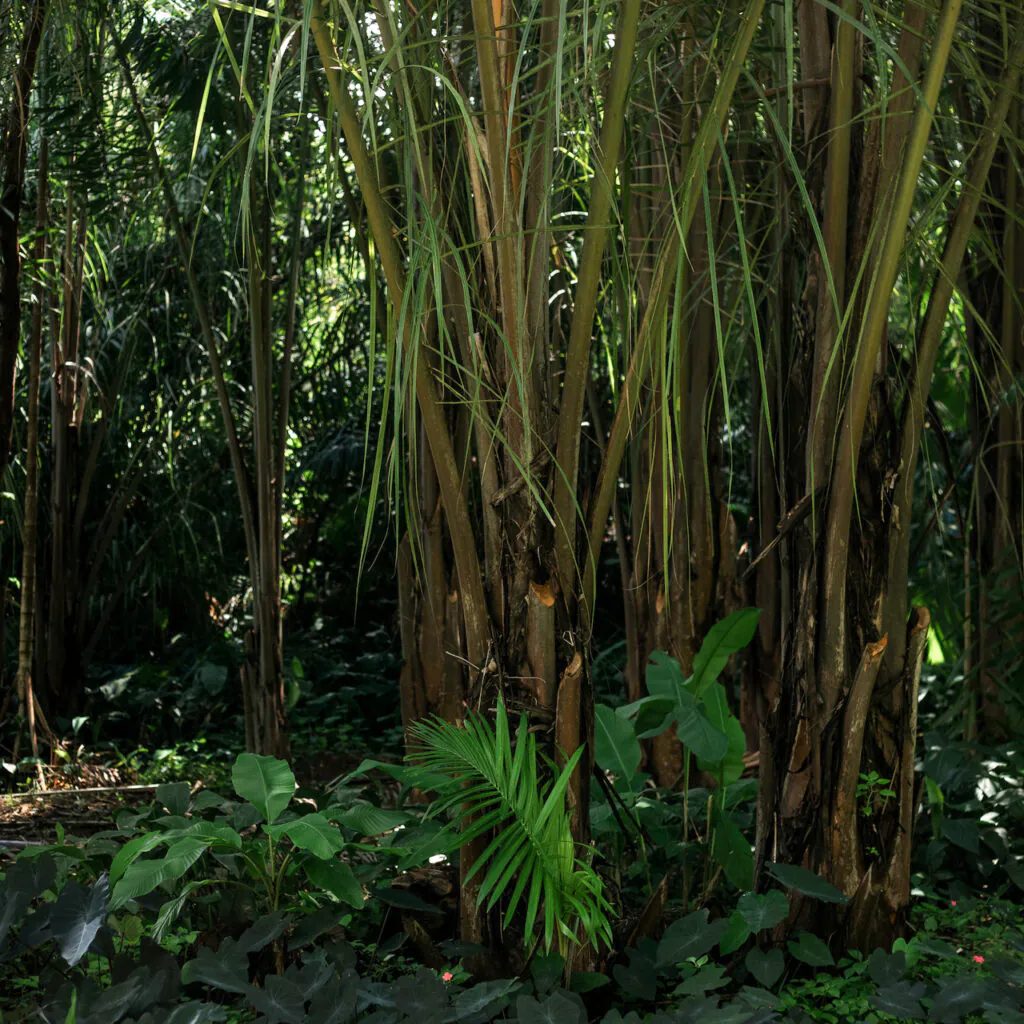 Indíviduos jovens da espécie, filhos da ráfia adulta, com quase cinco anos de idade. Foto: João Marcos Rosa/Nitro.