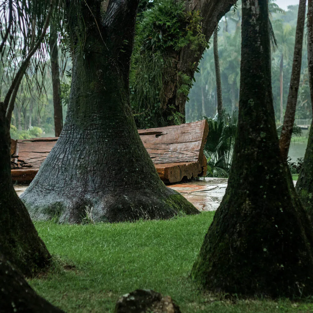 As folhas finas dão um aspecto de cabeleira nas extremidades dos ramos. Foto:João Marcos Rosa/Nitro.